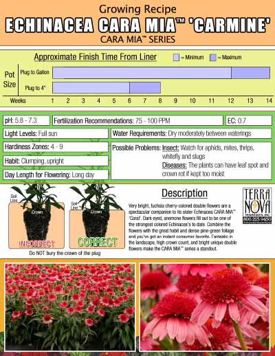 Echinacea CARA MIA™ 'Carmine' - Growing Recipe