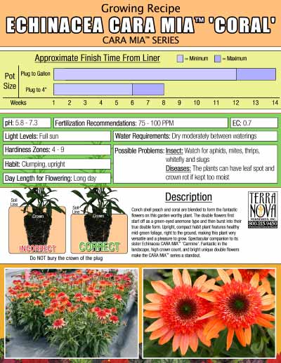 Echinacea CARA MIA™ 'Coral' - Growing Recipe