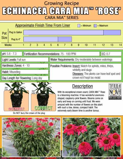 Echinacea CARA MIA™ 'Rose' - Growing Recipe