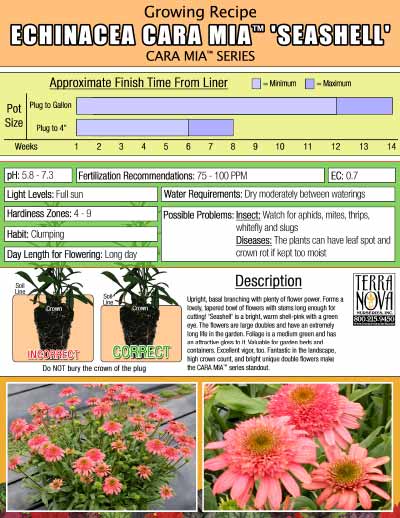 Echinacea CARA MIA™ 'Seashell' - Growing Recipe