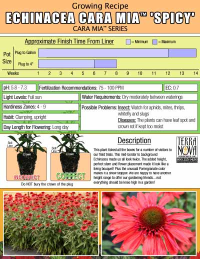 Echinacea CARA MIA™ 'Spicy' - Growing Recipe