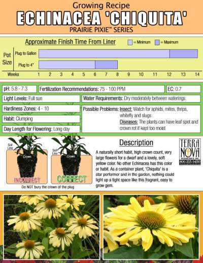 Echinacea 'Chiquita' - Growing Recipe