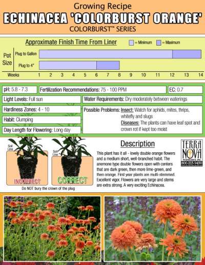 Echinacea 'Colorburst Orange' - Growing Recipe