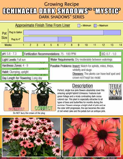 Echinacea DARK SHADOWS™ 'Mystic' - Growing Recipe