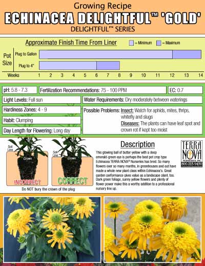 Echinacea DELIGHTFUL™ 'Gold' - Growing Recipe