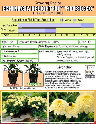 Echinacea DELIGHTFUL™ 'Prosecco' - Growing Recipe
