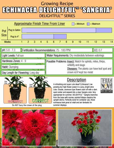 Echinacea DELIGHTFUL™ 'Sangria' - Growing Recipe