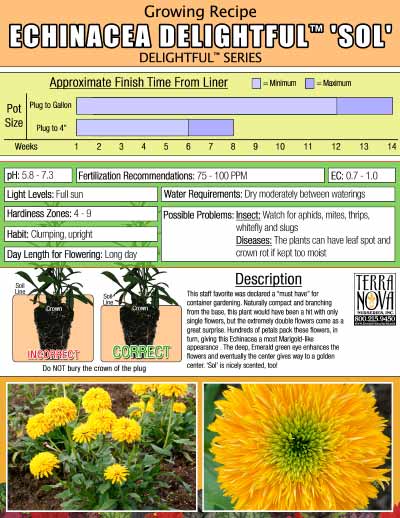 Echinacea DELIGHTFUL™ 'Sol' - Growing Recipe