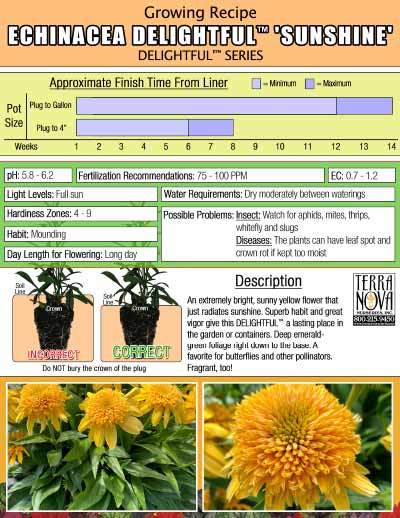 Echinacea DELIGHTFUL™ 'Sunshine' - Growing Recipe