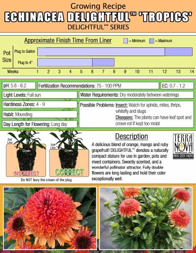 Echinacea DELIGHTFUL™ 'Tropics' - Growing Recipe