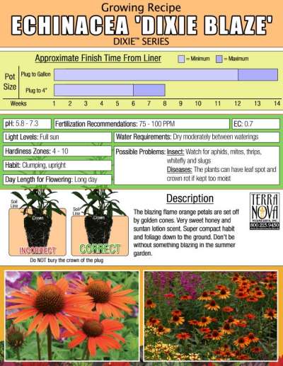 Echinacea 'Dixie Blaze' - Growing Recipe