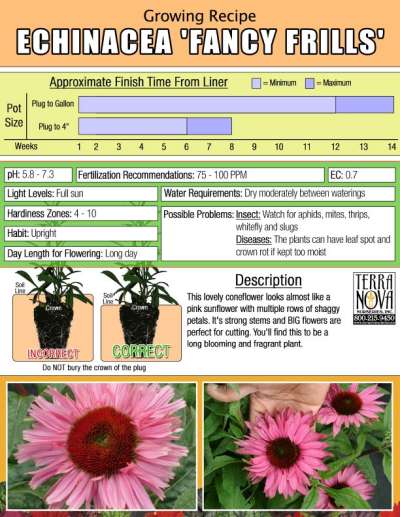 Echinacea 'Fancy Frills' - Growing Recipe