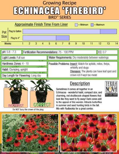 Echinacea 'Firebird' - Growing Recipe