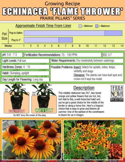 Echinacea 'Flame Thrower' - Growing Recipe