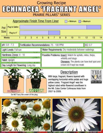 Echinacea 'Fragrant Angel' - Growing Recipe