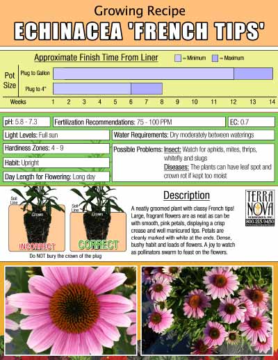 Echinacea 'French Tips' - Growing Recipe