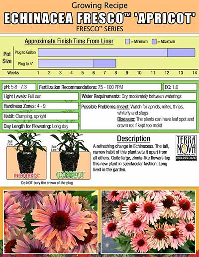 Echinacea FRESCO™ 'Apricot' - Growing Recipe