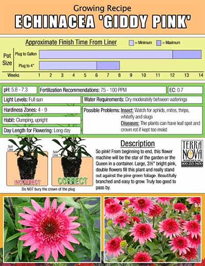 Echinacea 'Giddy Pink' - Growing Recipe