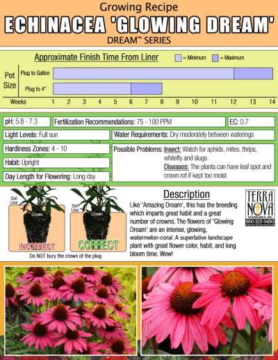 Echinacea 'Glowing Dream' - Growing Recipe