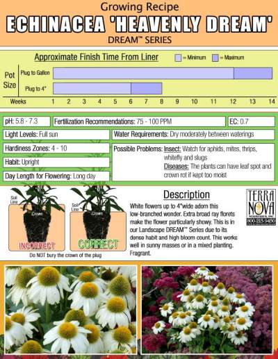 Echinacea 'Heavenly Dream' - Growing Recipe