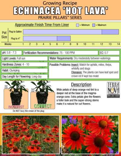 Echinacea 'Hot Lava' - Growing Recipe