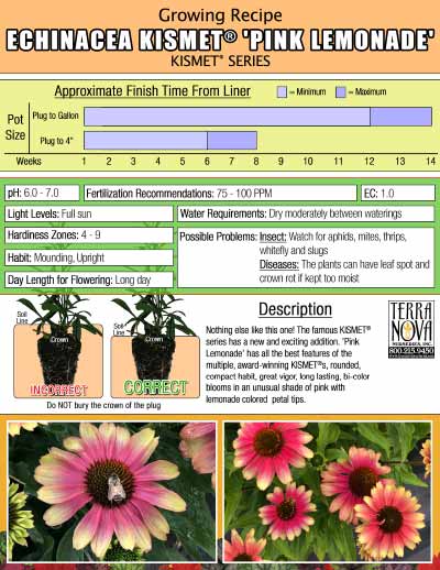 Echinacea KISMET® 'Pink Lemonade' - Growing Recipe