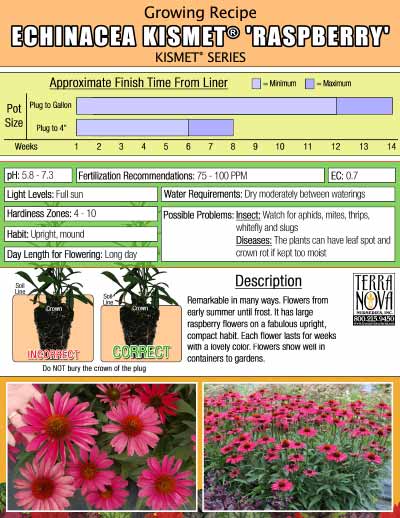 Echinacea KISMET® Raspberry - Growing Recipe