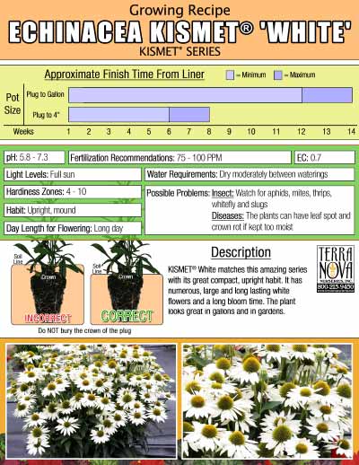 Echinacea KISMET® 'White' - Growing Recipe