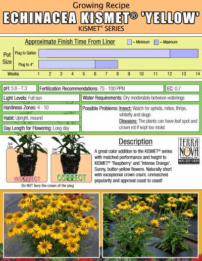 Echinacea KISMET® 'Yellow' - Growing Recipe
