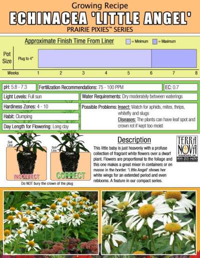 Echinacea 'Little Angel' - Growing Recipe