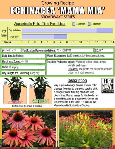 Echinacea 'Mama Mia' - Growing Recipe