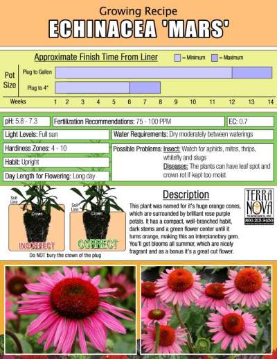 Echinacea 'Mars' - Growing Recipe