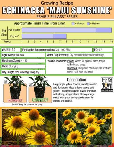 Echinacea 'Maui Sunshine' - Growing Recipe