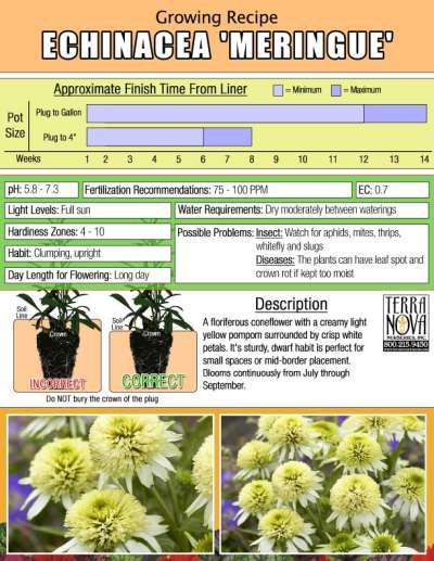 Echinacea 'Meringue' - Growing Recipe