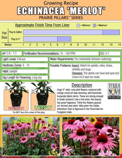 Echinacea 'Merlot' - Growing Recipe