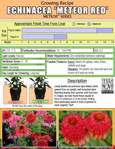 Echinacea 'Meteor Red' - Growing Recipe