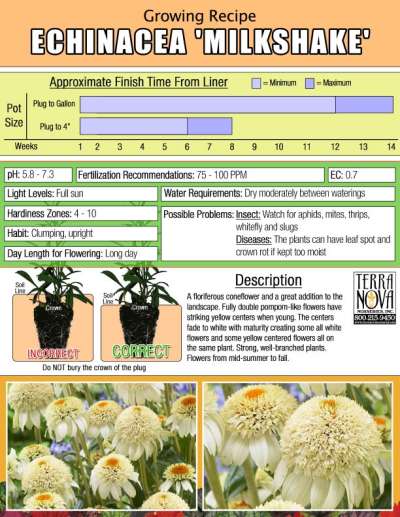 Echinacea 'Milkshake' - Growing Recipe