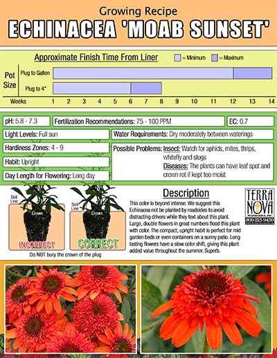 Echinacea 'Moab Sunset' - Growing Recipe