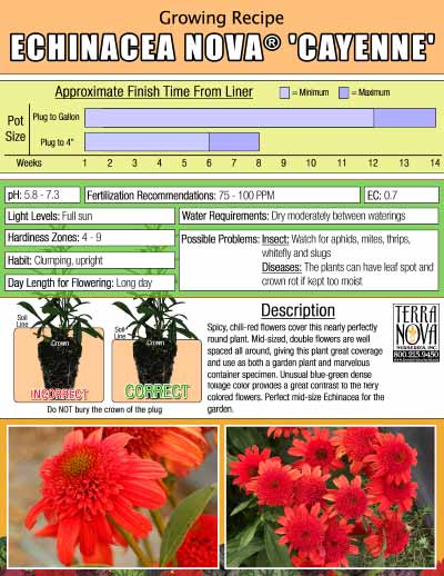 Echinacea NOVA® 'Cayenne' - Growing Recipe