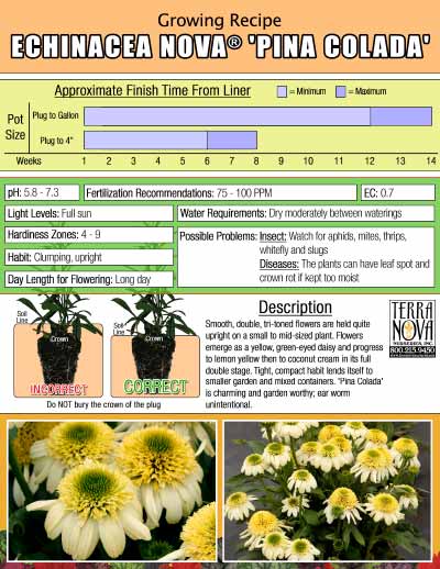 Echinacea NOVA® 'Pina Colada' - Growing Recipe