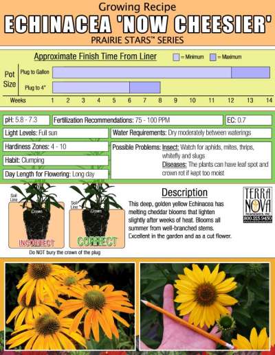 Echinacea 'Now Cheesier' - Growing Recipe