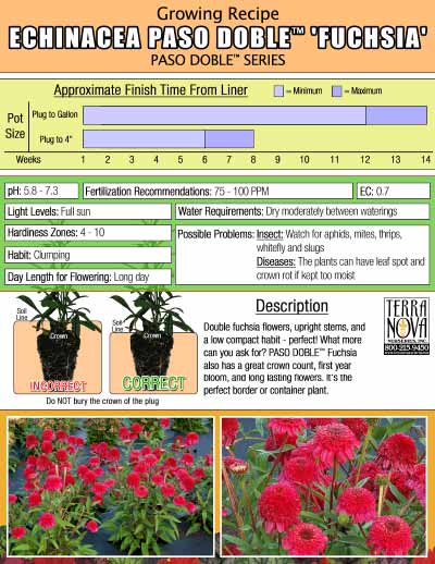 Echinacea PASO DOBLE™ Fuchsia - Growing Recipe