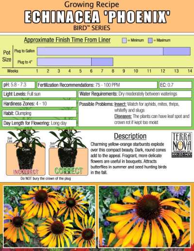 Echinacea 'Phoenix' - Growing Recipe