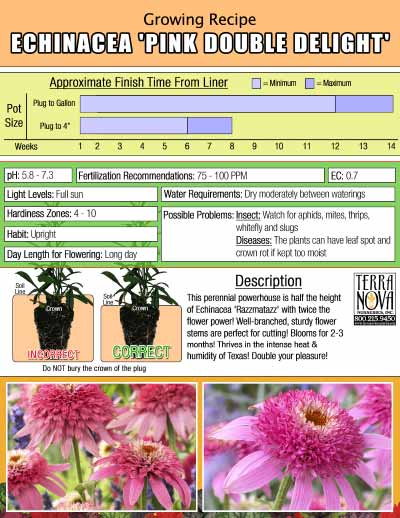 Echinacea 'Pink Double Delight' - Growing Recipe