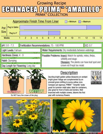 Echinacea PRIMA™ 'Amarillo' - Growing Recipe