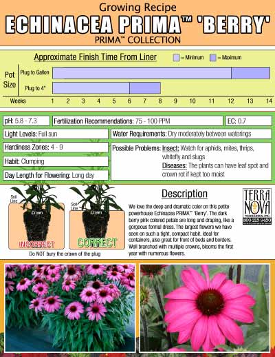 Echinacea PRIMA™ 'Berry' - Growing Recipe