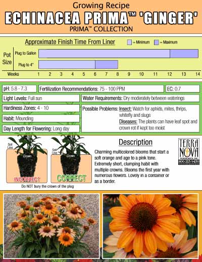 Echinacea PRIMA™ 'Ginger' - Growing Recipe