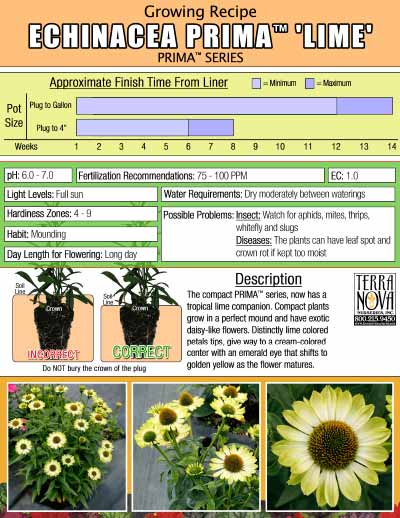 Echinacea PRIMA™ 'Lime' - Growing Recipe