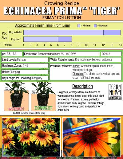 Echinacea PRIMA™ 'Tiger' - Growing Recipe