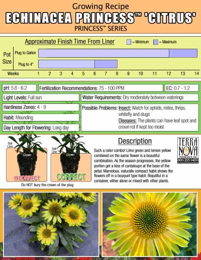 Echinacea PRINCESS™ 'Citrus' - Growing Recipe
